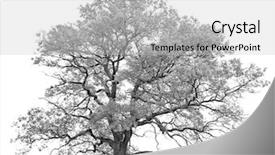  Presentation with single tree - Audience pleasing theme consisting of a single oak tree backdrop and a light gray colored foreground