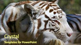  Presentation with tiger - Cool new slide set with india lion - closeup of a sleepy white backdrop and a tawny brown colored foreground
