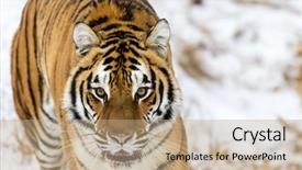  Presentation with hunting - Audience pleasing slide set consisting of a snowy forest hunting backdrop and a coral colored foreground