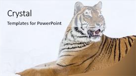  Presentation with hunting - Beautiful PPT theme featuring a snowy forest hunting backdrop and a sky blue colored foreground