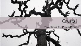  Presentation with spooky - Amazing slides having a spooky bare tree backdrop and a light gray colored foreground