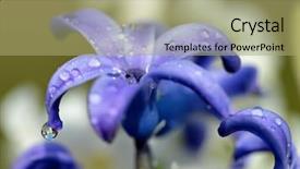  Presentation with spring water - Theme featuring a spring flower hyacinth background and a  colored foreground