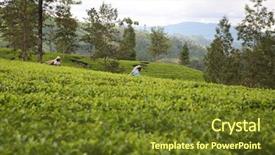  Presentation with tea plantation - Slides with a sri lankan tea background and a tawny brown colored foreground