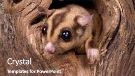  Presentation with glider - PPT layouts consisting of a sugar glider squirrel background and a tawny brown colored foreground