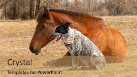 Presentation with winter blue - Presentation theme featuring a sunny winter pasture background and a coral colored foreground