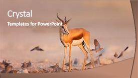  Presentation with doves - Colorful presentation theme enhanced with  backdrop and a  colored foreground