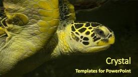  Presentation with turtle - Colorful presentation enhanced with a swimming green turtle backdrop and a wine colored foreground