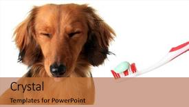  Presentation with dachshund - Audience pleasing slides consisting of a toothbrush dog dental backdrop and a red colored foreground
