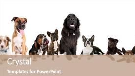  Presentation with breeding - Slide set featuring a variety of dog background and a coral colored foreground