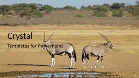  Presentation with south africa - Audience pleasing presentation theme consisting of a waterhole kalahari desert backdrop and a coral colored foreground