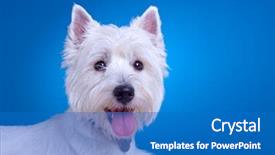  Presentation with west - PPT layouts consisting of westies - face of a west highland background and a teal colored foreground