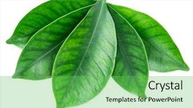  Presentation with cocoa - Slide set with a white background clipping background and a seafoam green colored foreground