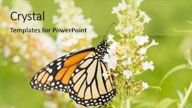  Presentation with monarch butterfly - Presentation design consisting of a white butterfly bush background and a yellow colored foreground