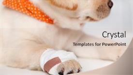  Presentation with paw - Audience pleasing theme consisting of a white flat surface backdrop and a lemonade colored foreground