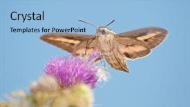  Presentation with moth - PPT theme with a white-lined sphinx background and a light blue colored foreground