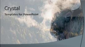  Presentation with bison - Slides consisting of a wild bison buffalo background and a light gray colored foreground