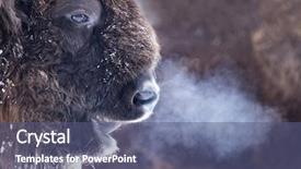  Presentation with bison - Presentation design having a wild european bison background and a ocean colored foreground