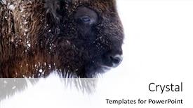  Presentation with bison - Presentation featuring a wild european bison background and a white colored foreground