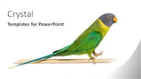  Presentation with wooden - PPT theme consisting of a-wooden-perch-female-plum background and a white colored foreground