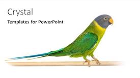  Presentation with wooden - Presentation design enhanced with a-wooden-perch-female-plum background and a white colored foreground