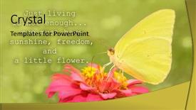  Presentation with sunshine flower - Slide set featuring a yellow cloudless sulphur background and a yellow colored foreground