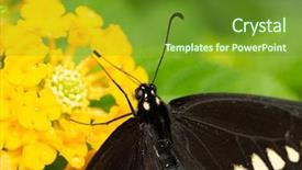  Presentation with black yellow - Colorful slide set enhanced with a yellow lantana flower backdrop and a tawny brown colored foreground