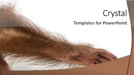  Presentation with old young - Theme consisting of a young bornean orangutan background and a white colored foreground