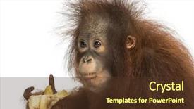  Presentation with old young - Slide set with a young bornean orangutan background and a tawny brown colored foreground