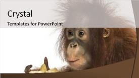  Presentation with old young - Slide set enhanced with a young bornean orangutan background and a light gray colored foreground