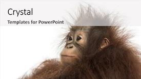  Presentation with close up of young girls - Audience pleasing theme consisting of a young bornean orangutan backdrop and a white colored foreground