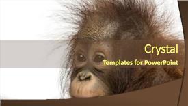 Presentation with old young - Beautiful PPT theme featuring a young bornean orangutan backdrop and a tawny brown colored foreground