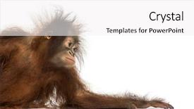  Presentation with old young - Audience pleasing slide deck consisting of a young bornean orangutan backdrop and a white colored foreground