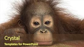  Presentation with old young - PPT layouts enhanced with a young bornean orangutan background and a tawny brown colored foreground