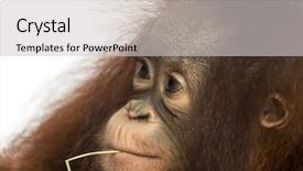  Presentation with old young - Beautiful slide deck featuring a young bornean orangutan backdrop and a light gray colored foreground