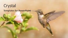  Presentation with hovering - Slides with a young male hummingbird background and a lemonade colored foreground