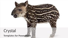  Presentation with old days - Audience pleasing presentation design consisting of a young south american backdrop and a light gray colored foreground