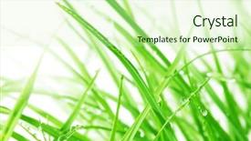  Presentation with water droplets - Presentation theme having a3 - macro of water droplets background and a soft green colored foreground