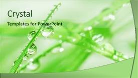  Presentation with water droplets - Audience pleasing PPT theme consisting of a3 - macro of water droplets backdrop and a soft green colored foreground