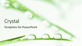  Presentation with water droplets - Colorful slides enhanced with a3 - macro of water droplets backdrop and a  colored foreground