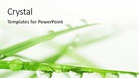  Presentation with water droplets - Colorful theme enhanced with a3 - macro of water droplets backdrop and a white colored foreground