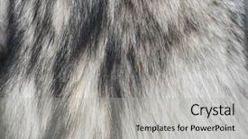  Presentation with wolf - Cool new presentation theme with aaa fur of wolf close backdrop and a  colored foreground