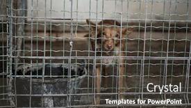  Presentation with cage - PPT layouts featuring abandoned-dog-in-a-cage background and a dark gray colored foreground