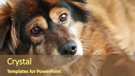  Presentation with cute cat and dog - Theme with portrait of cute homeless dog background and a tawny brown colored foreground