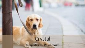  Presentation with waiting - Audience pleasing theme consisting of streetlamp - cute dog waiting patiently backdrop and a coral colored foreground