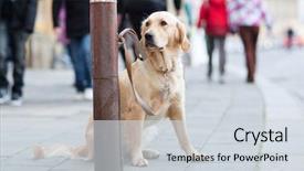  Presentation with city street - Amazing PPT theme having streetlamp - cute dog waiting patiently backdrop and a sky blue colored foreground