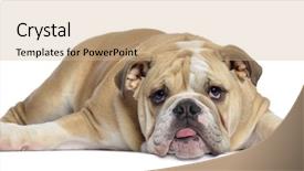  Presentation with puppy english cocker spaniel - PPT theme having stapler table view business background and a white colored foreground