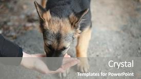  Presentation with outdoors - Colorful slide deck enhanced with strays - feeding stray dog outdoors backdrop and a gray colored foreground