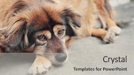  Presentation with free dog - Cool new PPT layouts with homeless dog lying backdrop and a light gray colored foreground