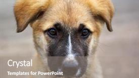  Presentation with lonely - Audience pleasing PPT theme consisting of lonely sad puppy emotional scene backdrop and a gray colored foreground