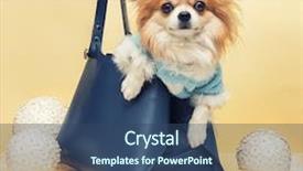  Presentation with dog christmas - Cool new slides with small dog in the bag on yellow christmas background backdrop and a ocean colored foreground